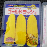 2021年3月30日　みわくのコーンゴールドラッシュ種